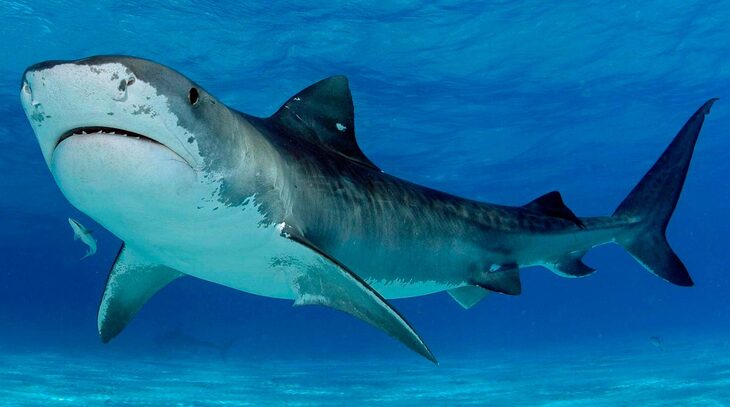 tiburon tigre mar caribe -