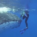 bucear con snorkel con ballenas jorobadas en tonga